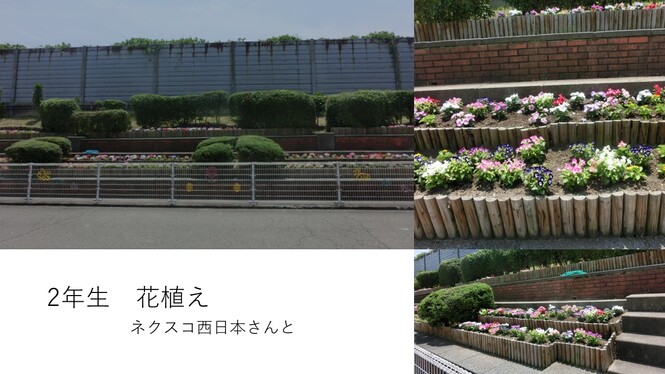 きれいな花壇