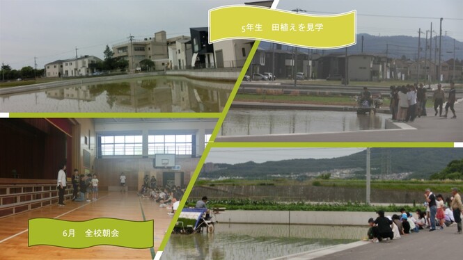 田植え見学の様子