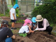 苗植えをしている子どもたちの写真