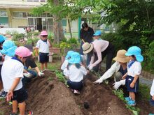苗植えをしている子どもたちの写真