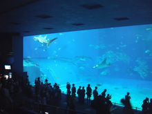 水族館の写真