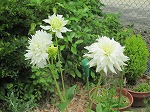 園庭に、白いダリアが咲いています。