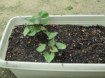 サツマイモの苗をプランターに植えたのですが、元気です。