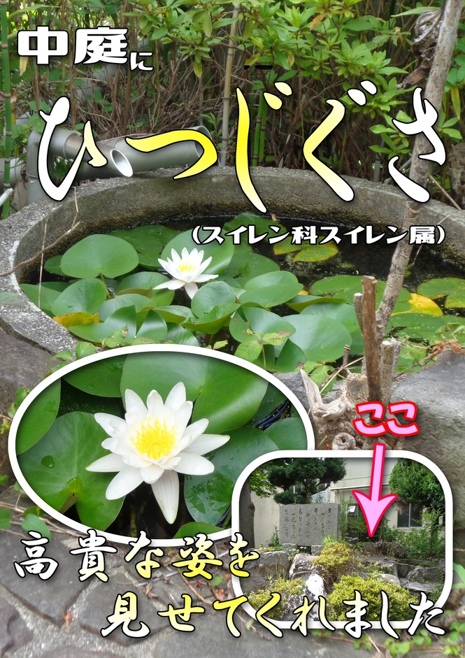 ひつじぐさ