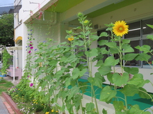 夏休み1