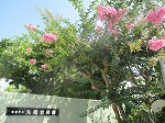 門の近くの植え込みのサルスベリは、今が見頃です。