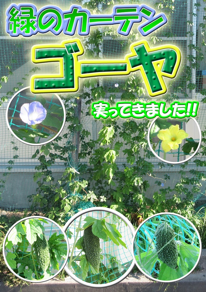 緑のカーテン　ゴーヤ