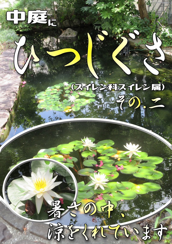 ひつじぐさ