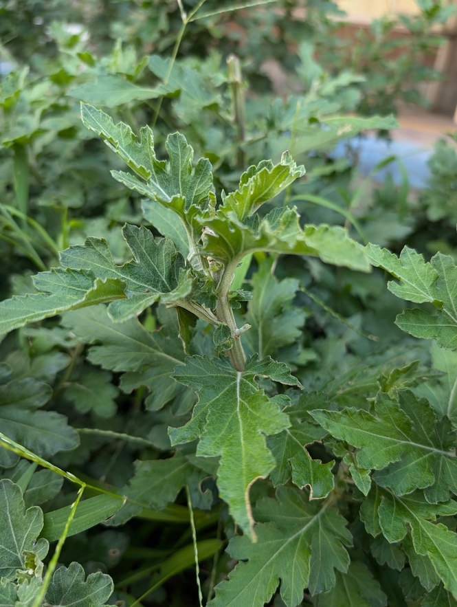 菊