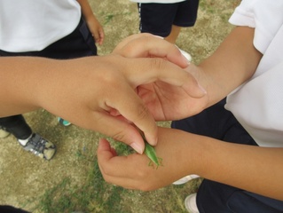 子どもたちが見つけた虫の写真