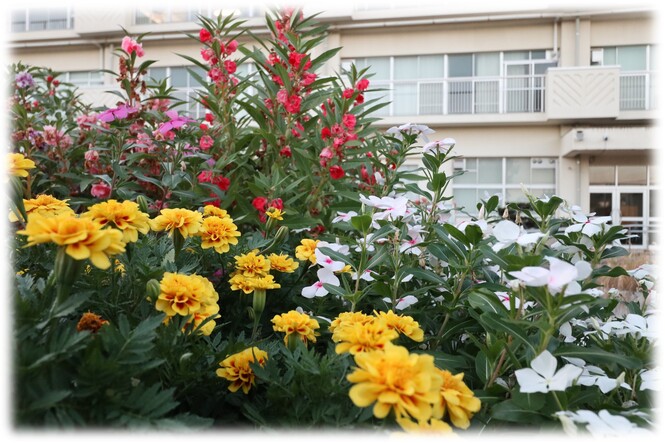 校庭の花壇