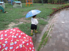 雨