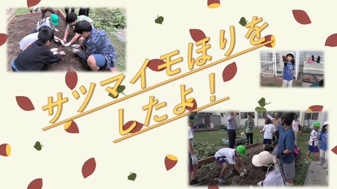 さつまいもほり