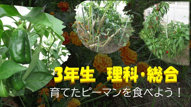 ピーマンを食べよう