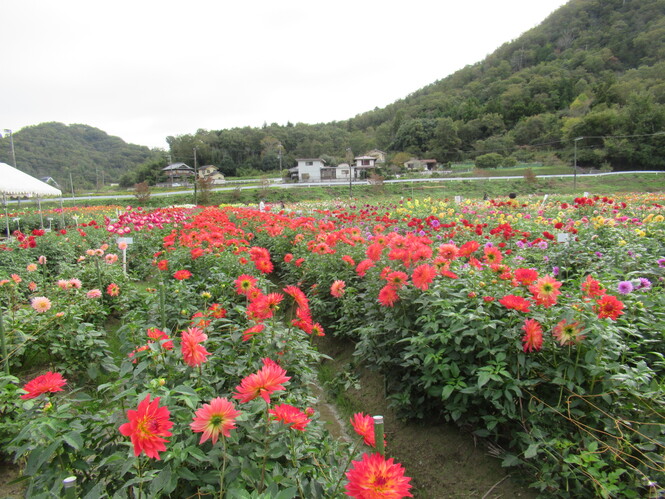 ダリアの花畑