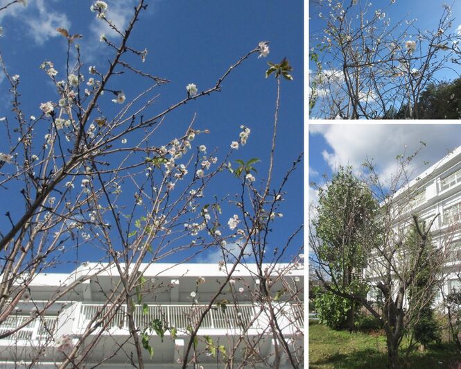 十月桜が咲いている