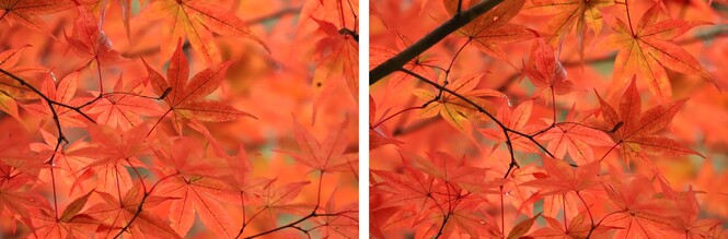 紅葉2024