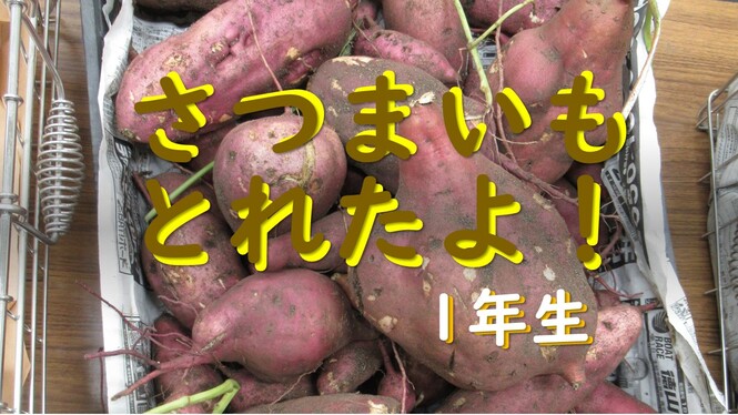 1年生さつまいも