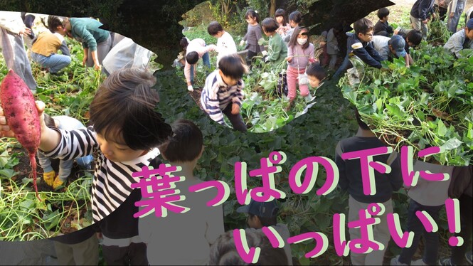 1年生