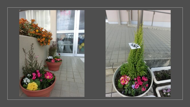 玄関の寄せ植え