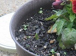 チューリップの芽が出ました。