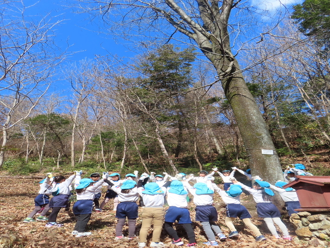 かみさまの木