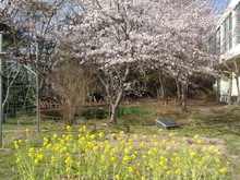 学校