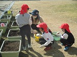 順番に並んで、植えます。