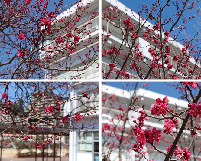 咲き始めた梅の花