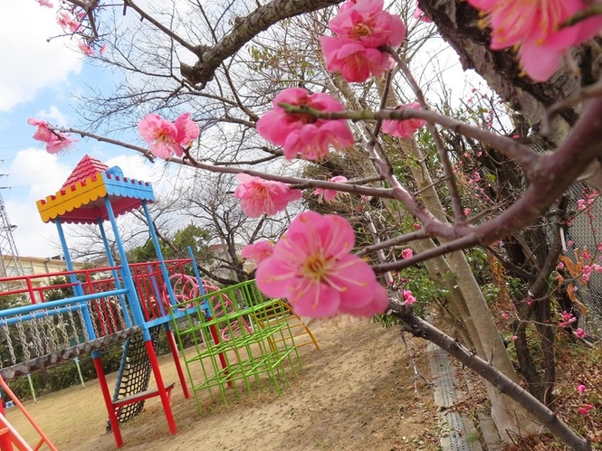 梅の花の写真