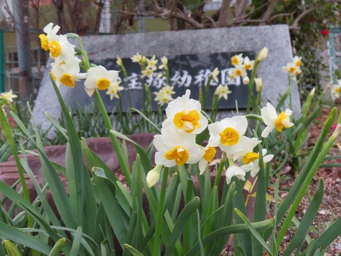 水仙の花の写真