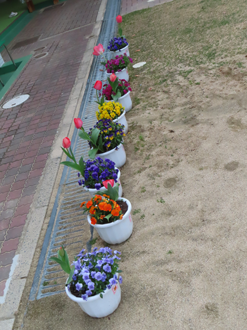 チューリップの写真
