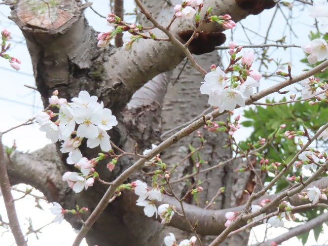 桜の写真