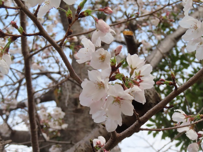 桜の写真