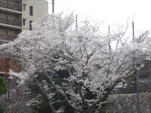 春