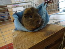 ふわふわ