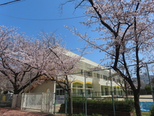 園門サクラ