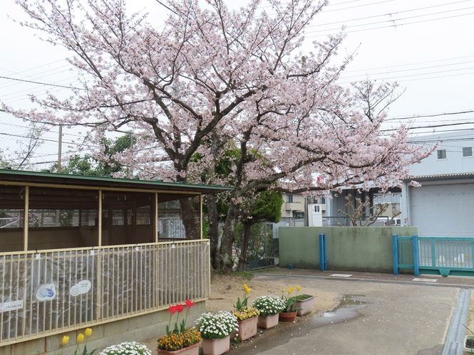 桜の写真