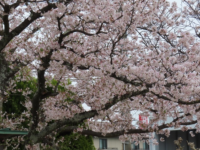 桜の写真