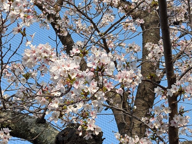桜