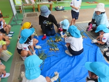タマネギ収穫