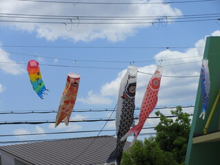 こいのぼりの写真