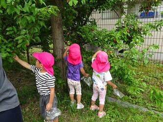 すもも