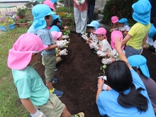 サツマイモ植え