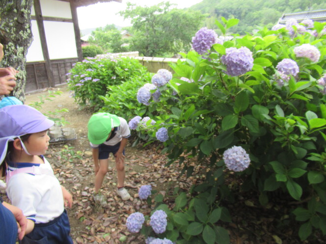 ajisai1