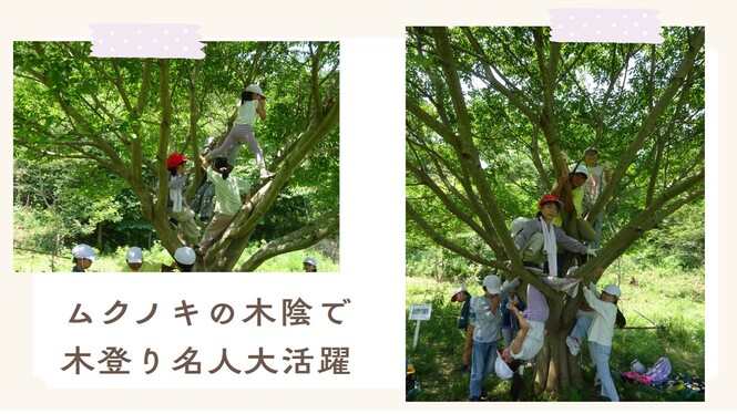 木登り