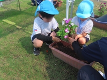 花の苗