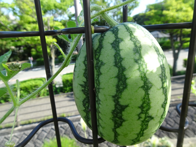 すいか