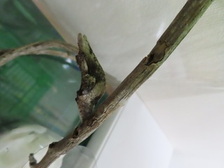 サナギの写真
