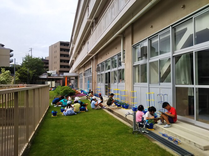 1年生　アサガオの観察